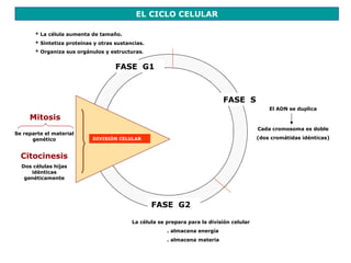 EL CICLO CELULAR

       * La célula aumenta de tamaño.
       * Sintetiza proteínas y otras sustancias.
       * Organiza sus orgánulos y estructuras.


                                     FASE G1



                                                                             FASE S
                                                                                               El ADN se duplica
     Mitosis
                                                                                           Cada cromosoma es doble
Se reparte el material
      genético              DIVISIÓN CELULAR                                               (dos cromátidas idénticas)


  Citocinesis
  Dos células hijas
     idénticas
   genéticamente




                                                   FASE G2

                                           La célula se prepara para la división celular
                                                        . almacena energía
                                                        . almacena materia
 