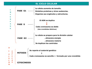 EL CICLO CELULAR

                            La célula aumenta de tamaño.
    I
            FASE G1         Sintetiza proteínas y otras sustancias.
    N
    T                       Organiza sus orgánulos y estructuras.
    E
    R
                                 El ADN se duplica
    F
    A
            FASE S
    S
                             Cada cromosoma es doble
    E
                               (dos cromátidas idénticas)



                            La célula se prepara para la división celular
            FASE G2                     . almacena energía
                                        . almacena materia
                             Se duplican los centriolos

D

I       C             Se reparte el material genético
        E   MITOSIS
V       L
I       U             Cada cromosoma es sencillo = formado por una cromátida
S       L
I       A
Ó       R   CITOCINESIS
N
 