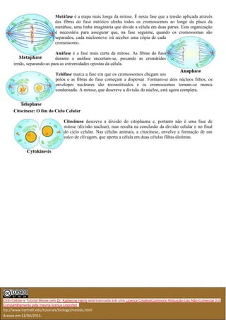 Ciclo celular: o que é, etapas, controle, resumo - Biologia Net