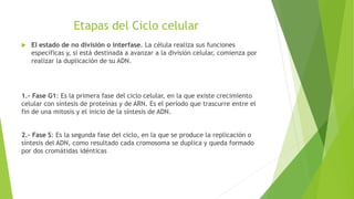  El estado de no división o interfase. La célula realiza sus funciones 
específicas y, si está destinada a avanzar a la división celular, comienza por 
realizar la duplicación de su ADN. 
1.- Fase G1: Es la primera fase del ciclo celular, en la que existe crecimiento 
celular con síntesis de proteínas y de ARN. Es el período que trascurre entre el 
fin de una mitosis y el inicio de la síntesis de ADN. 
2.- Fase S: Es la segunda fase del ciclo, en la que se produce la replicación o 
síntesis del ADN, como resultado cada cromosoma se duplica y queda formado 
por dos cromátidas idénticas 
 