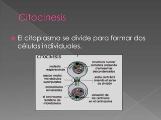   El citoplasma se divide para formar dos
    células individuales.
                    Anafase:
 