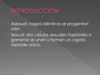  Asexual: rasgos idénticos al progenitor:
  clon
 Sexual: dos células sexuales haploides o
  gametos se unen y forman un cigoto
  diploide único.
 