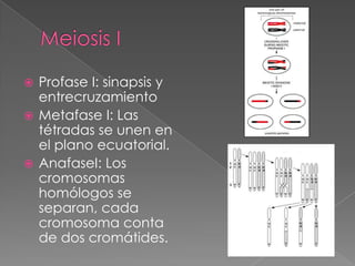  Profase I: sinapsis y
  entrecruzamiento
 Metafase I: Las
  tétradas se unen en
  el plano ecuatorial.
 AnafaseI: Los
  cromosomas
  homólogos se
  separan, cada
  cromosoma conta
  de dos cromátides.               III
                          I   II         IV
 