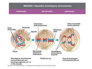 MEIOSIS I: Separates homologous chromosomes

             PROPHASE I                        METAPHASE I                  ANAPHASE I




                                  Centromere                                   Sister chromatids
                                  (with kinetochore)                           remain attached
Sister            Chiasmata
chromatids                                                    Metaphase
                               Spindle                        plate




      Tetrad                     Microtubule                Homologous
                                 attached to                chromosomes
                                 kinetochore                separate

   Homologous chromosomes                 Tetrads line up                 Pairs of homologous
   (red and blue) pair and                                                chromosomes split up
   exchange segments; 2n = 6
   in this example
 