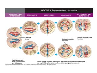 MEIOSIS II: Separates sister chromatids

TELOPHASE I AND                                                                                       TELOPHASE II AND
                        PROPHASE II              METAPHASE II                ANAPHASE II
  CYTOKINESIS                                                                                           CYTOKINESIS




                    Cleavage                                                                           Haploid daughter cells
                    furrow                                                    Sister chromatids        forming
                                                                              separate




    Two haploid cells
    form; chromosomes                 During another round of cell division, the sister chromatids finally separate;
    are still double                  four haploid daughter cells result, containing single chromosomes
 