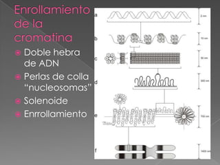  Doble hebra
  de ADN
 Perlas de colla
  “nucleosomas”
 Solenoide
 Enrrollamiento
 