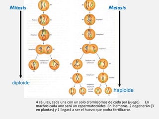 Mitosis Meiosis diploide haploide 4 células, cada una con un solo cromosomas de cada par (juego). En machos cada uno ser á un espermatozoides. En hembras, 2 degener á n (3 en plantas) y 1 llegará a ser el huevo que podra fertilizarse.
