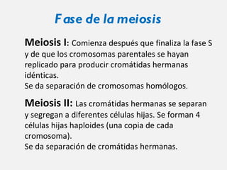 Meiosis I : Comienza después que finaliza la fase S y de que los cromosomas parentales se hayan replicado para producir cromátidas hermanas idénticas. Se da separación de cromosomas homólogos . Fase de la meiosis Meiosis II: Las cromátidas hermanas se separan y segregan a diferentes células hijas. Se forman 4 células hijas haploides (una copia de cada cromosoma). Se da separación de cromátidas hermanas.