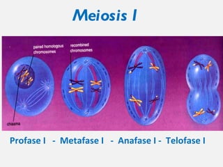 Meiosis I Profase I - Metafase I - Anafase I - Telofase I