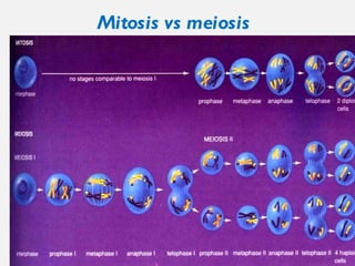 Mitosis vs meiosis