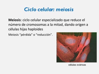 Ciclo celular: meiosis Meiosis : ciclo celular especializado que reduce el número de cromosomas a la mitad, dando origen a células hijas haploides Meiosis “pérdida” o “reducción”. células ováricas 