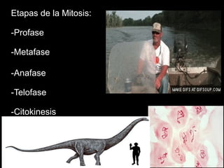 Etapas de la Mitosis:
-Profase
-Metafase
-Anafase
-Telofase
-Citokinesis
 