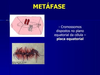 METÁFASE


        - Cromossomos
      dispostos no plano
     equatorial da célula –
      placa equatorial
 