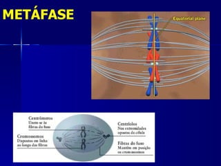 METÁFASE
 