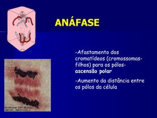 ANÁFASE

   -Afastamento dos
   cromatídeos (cromossomas-
   filhos) para os pólos-
   ascensão polar
   -Aumento da distância entre
   os pólos da célula
 