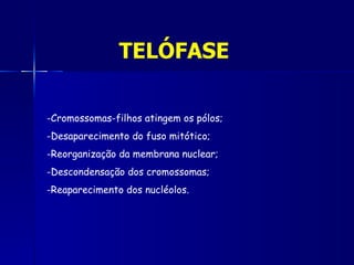 TELÓFASE

-Cromossomas-filhos atingem os pólos;
-Desaparecimento do fuso mitótico;
-Reorganização da membrana nuclear;
-Descondensação dos cromossomas;
-Reaparecimento dos nucléolos.
 