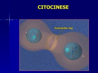 CITOCINESE
 