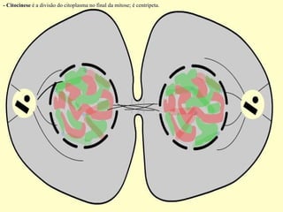 - Citocinese é a divisão do citoplasma no final da mitose; é centrípeta.
 