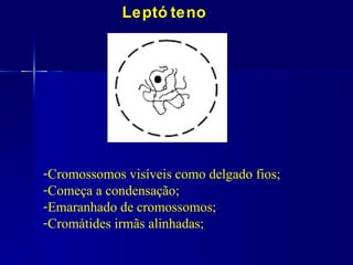 Leptó teno




-Cromossomos visíveis como delgado fios;
-Começa a condensação;
-Emaranhado de cromossomos;
-Cromátides irmãs alinhadas;
 