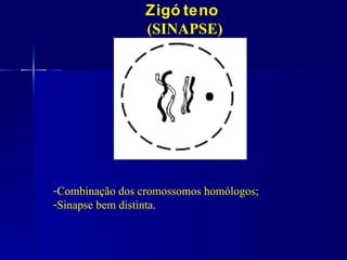 Zigó teno
                 (SINAPSE)




-Combinação dos cromossomos homólogos;
-Sinapse bem distinta.
 