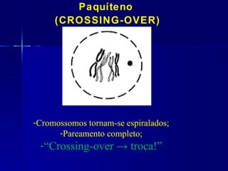 Paquíteno
     (CROSSING-OVER)




-Cromossomos tornam-se espiralados;
      -Pareamento completo;
 -“Crossing-over → troca!”
 