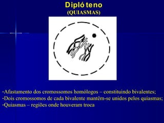 Dipló teno
                           (QUIASMAS)




-Afastamento dos cromossomos homólogos – constituindo bivalentes;
-Dois cromossomos de cada bivalente mantêm-se unidos pelos quiasmas;
-Quiasmas – regiões onde houveram troca
 