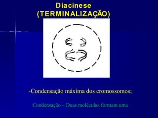 Diacinese
  (TERMINALIZAÇÃO)




-Condensação máxima dos cromossomos;

 Condensação – Duas moléculas formam uma
 