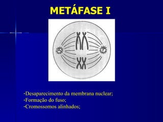 METÁFASE I




-Desaparecimento da membrana nuclear;
-Formação do fuso;
-Cromossomos alinhados;
 