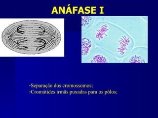 ANÁFASE I




-Separação dos cromossomos;
-Cromátides irmãs puxadas para os pólos;
 