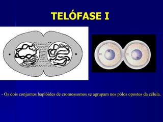 TELÓFASE I




- Os dois conjuntos haplóides de cromossomos se agrupam nos pólos opostos da célula.
 