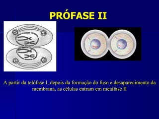 PRÓFASE II




A partir da telófase I, depois da formação do fuso e desaparecimento da
              membrana, as células entram em metáfase II
 