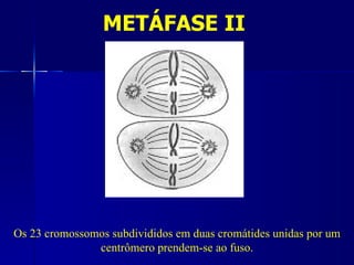 METÁFASE II




Os 23 cromossomos subdivididos em duas cromátides unidas por um
               centrômero prendem-se ao fuso.
 