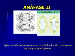 ANÁFASE II




Após a divisão dos centrômeros as cromátides de cada cromossomo
                   migram para pólos opostos.
 