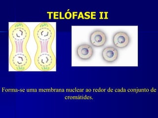 TELÓFASE II




Forma-se uma membrana nuclear ao redor de cada conjunto de
                     cromátides.
 