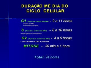 DURAÇÃO MÉ DIA DO
      CICLO CELULAR

    G1    (antes da síntese de DNA)   - 9 a 11 horas
-   Síntese de RNA
-   Crescimento da célula


    S   (durante a síntese de DNA)    - 8 a 10 horas
- Duplicação dos cromossomos


    G2     (depois da síntese de DNA)   - 4 a 5 horas
- Pouca síntese de DNA e proteínas


    MITOSE - 30 min a 1 hora


                  Total: 24 horas
 