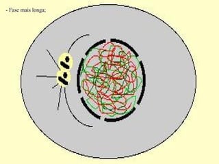 - Fase mais longa;
 
