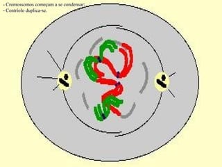 - Cromossomos começam a se condensar;
- Centríolo duplica-se.
 