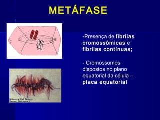 METÁFASE
-Presença de fibrilas
cromossômicas e
fibrilas contínuas;
- Cromossomos
dispostos no plano
equatorial da célula –
placa equatorial
 