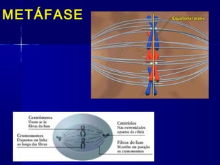 METÁFASE
 