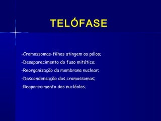 TELÓFASE
-Cromossomas-filhos atingem os pólos;
-Desaparecimento do fuso mitótico;
-Reorganização da membrana nuclear;
-Descondensação dos cromossomas;
-Reaparecimento dos nucléolos.
 