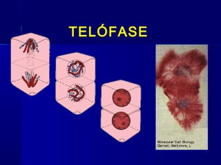 TELÓFASE
 