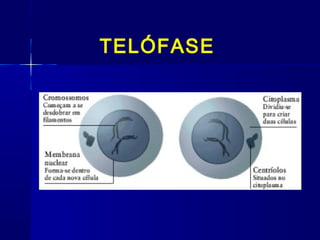 TELÓFASE
 