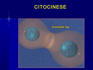 CITOCINESE
 