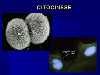 CITOCINESE
 