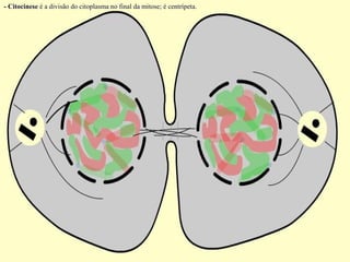 - Citocinese é a divisão do citoplasma no final da mitose; é centrípeta.
 