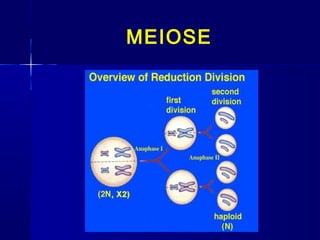 MEIOSE
 