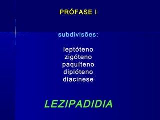 PRÓFASE I
subdivisões:
leptóteno
zigóteno
paquíteno
diplóteno
diacinese
LEZIPADIDIA
 