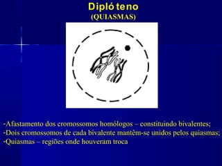 Dipló teno
(QUIASMAS)
-Afastamento dos cromossomos homólogos – constituindo bivalentes;
-Dois cromossomos de cada bivalente mantêm-se unidos pelos quiasmas;
-Quiasmas – regiões onde houveram troca
 