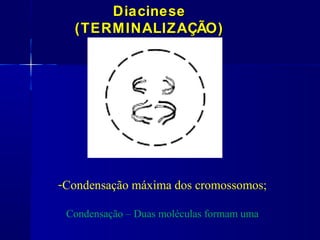 DiacineseDiacinese
(TERMINALIZAÇÃO)(TERMINALIZAÇÃO)
-Condensação máxima dos cromossomos;
Condensação – Duas moléculas formam uma
 