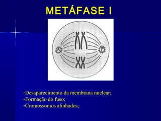 METÁFASE I
-Desaparecimento da membrana nuclear;
-Formação do fuso;
-Cromossomos alinhados;
 